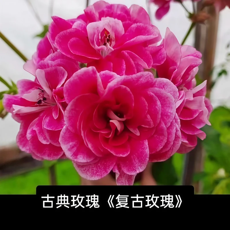 【古典玫瑰】垂钓精品多分支天竺葵带花苞原盆原土发货四季爆花机器