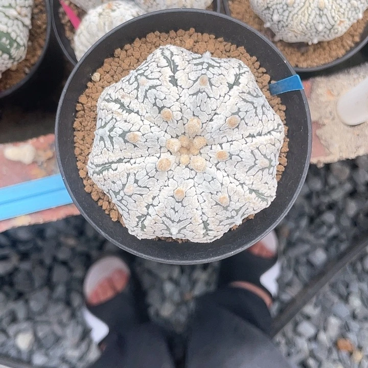 完全开放秋*凉特价13 海星白v 32