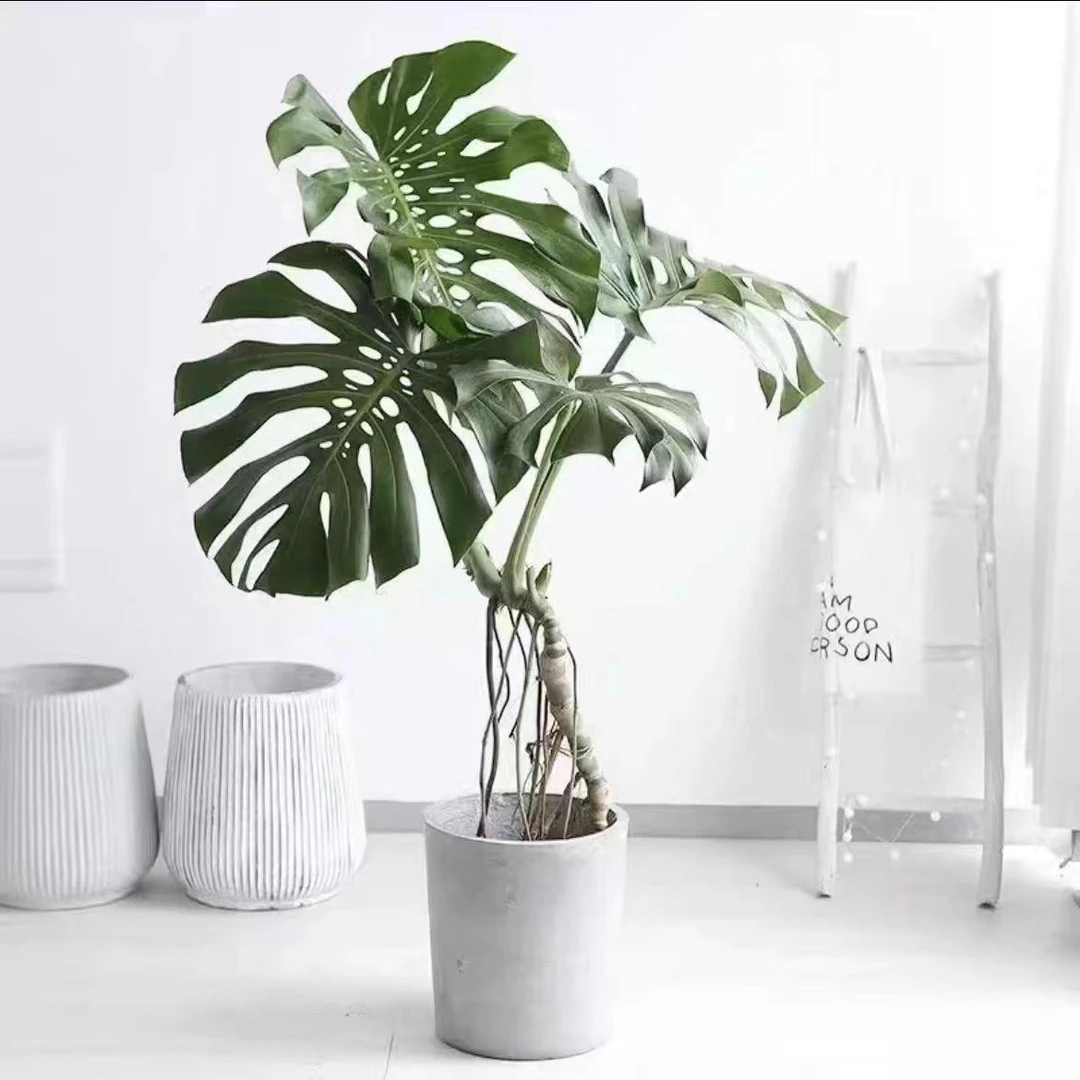 AAA级单颗老桩龟背竹基地直发大叶开背盆栽室内客厅绿植