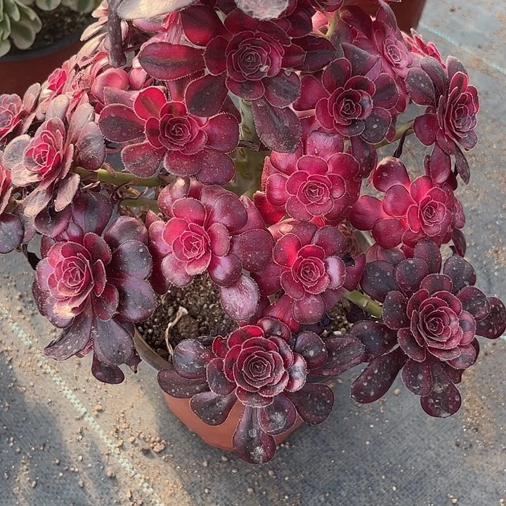 多肉植物香奈儿锦