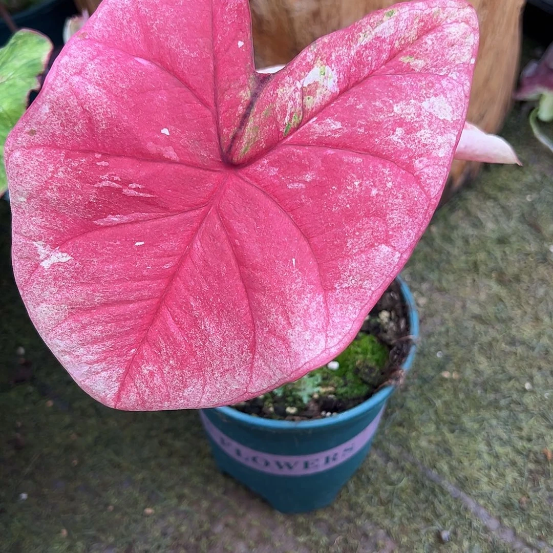 无花朵泰彩达摩养定29