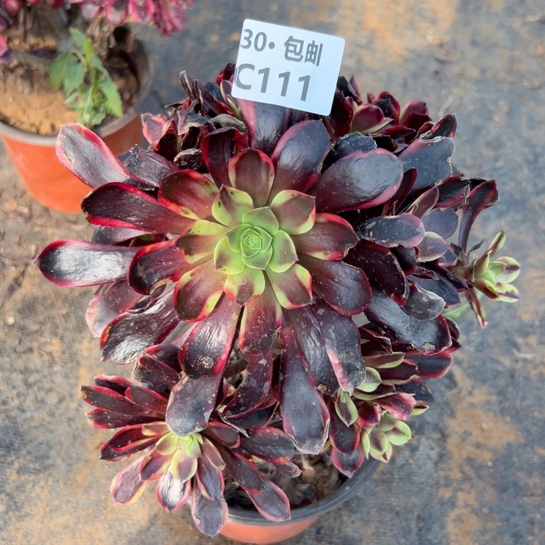 111 多肉法师欧嘉莉