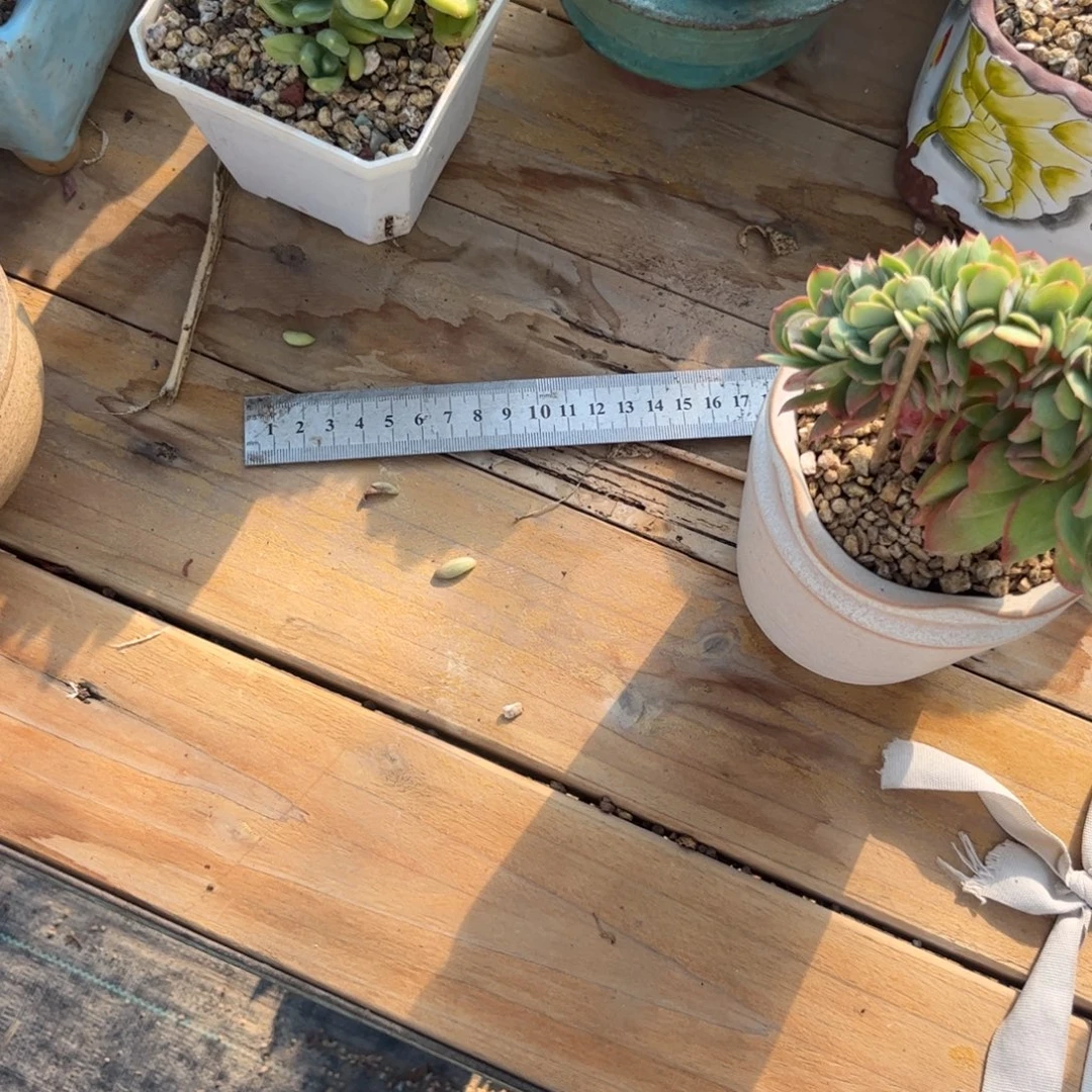 R***n多肉植物保护研究所