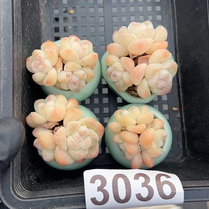 3036，四个三头咪你冰玉带盆发