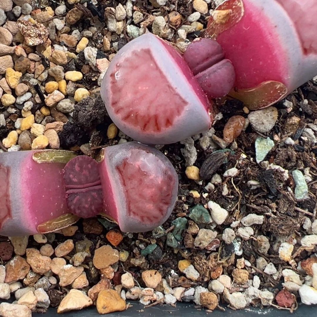 12.6好看的多肉脱土发货252