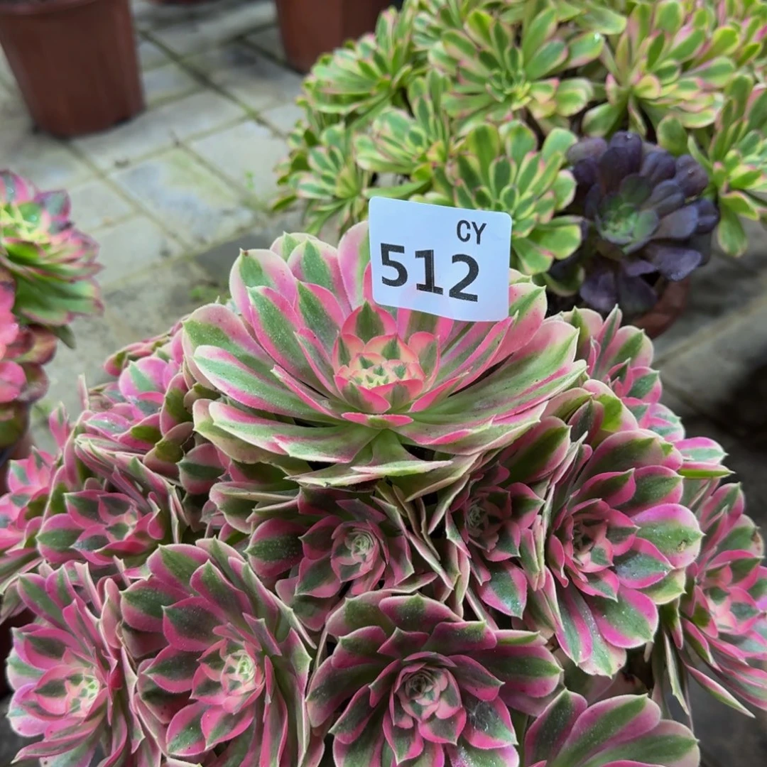 多肉植物512粉女巫