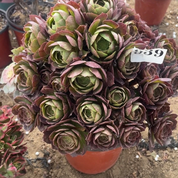 939多肉植物万圣节