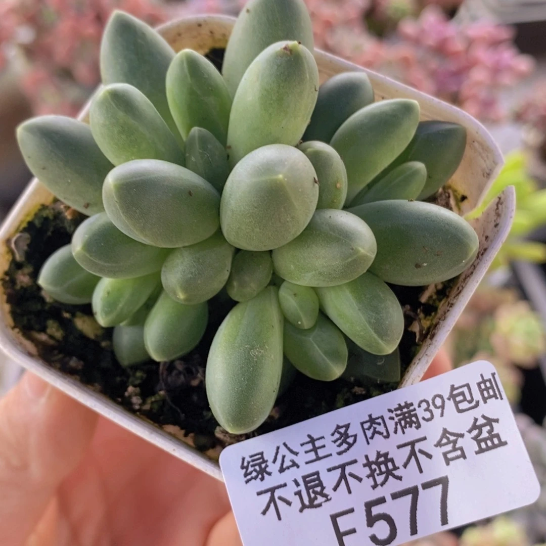 香蕉树5cm577多肉植物