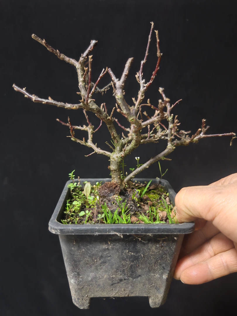 红花大果荀子盆景素材