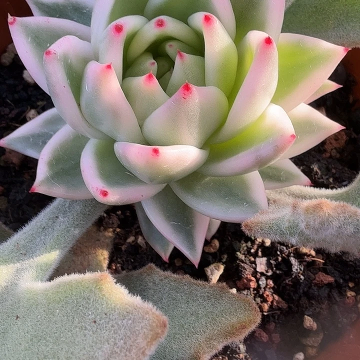 雪白锦多肉锦植物