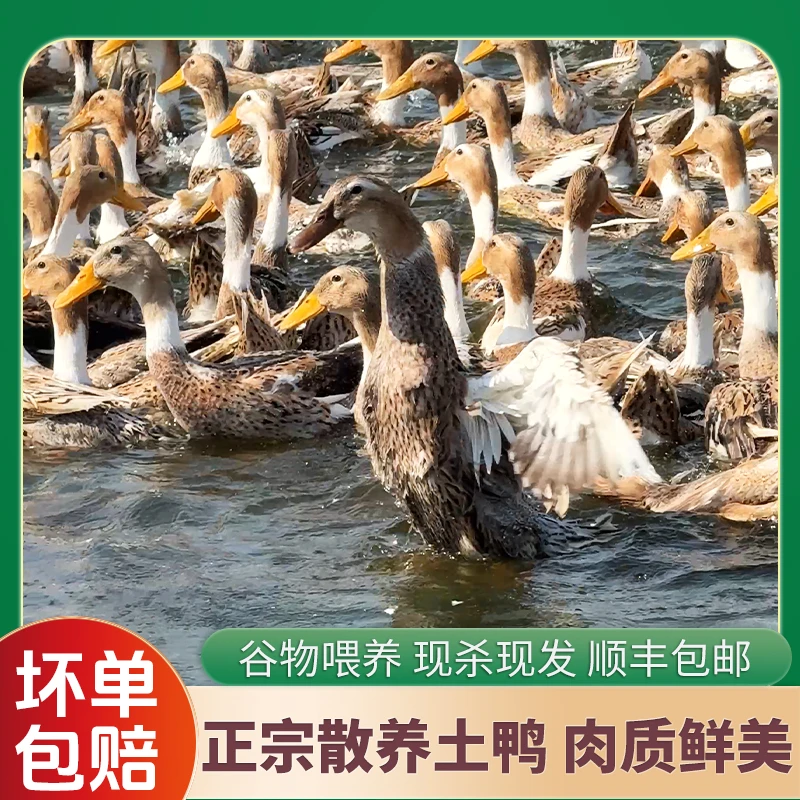 单只裴村长正宗放养麻鸭红烧爆炒鲜美新鲜保鲜