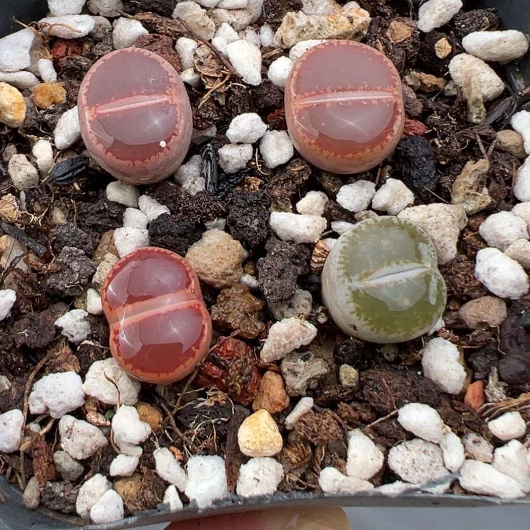 10.30好看的多肉脱土发货926