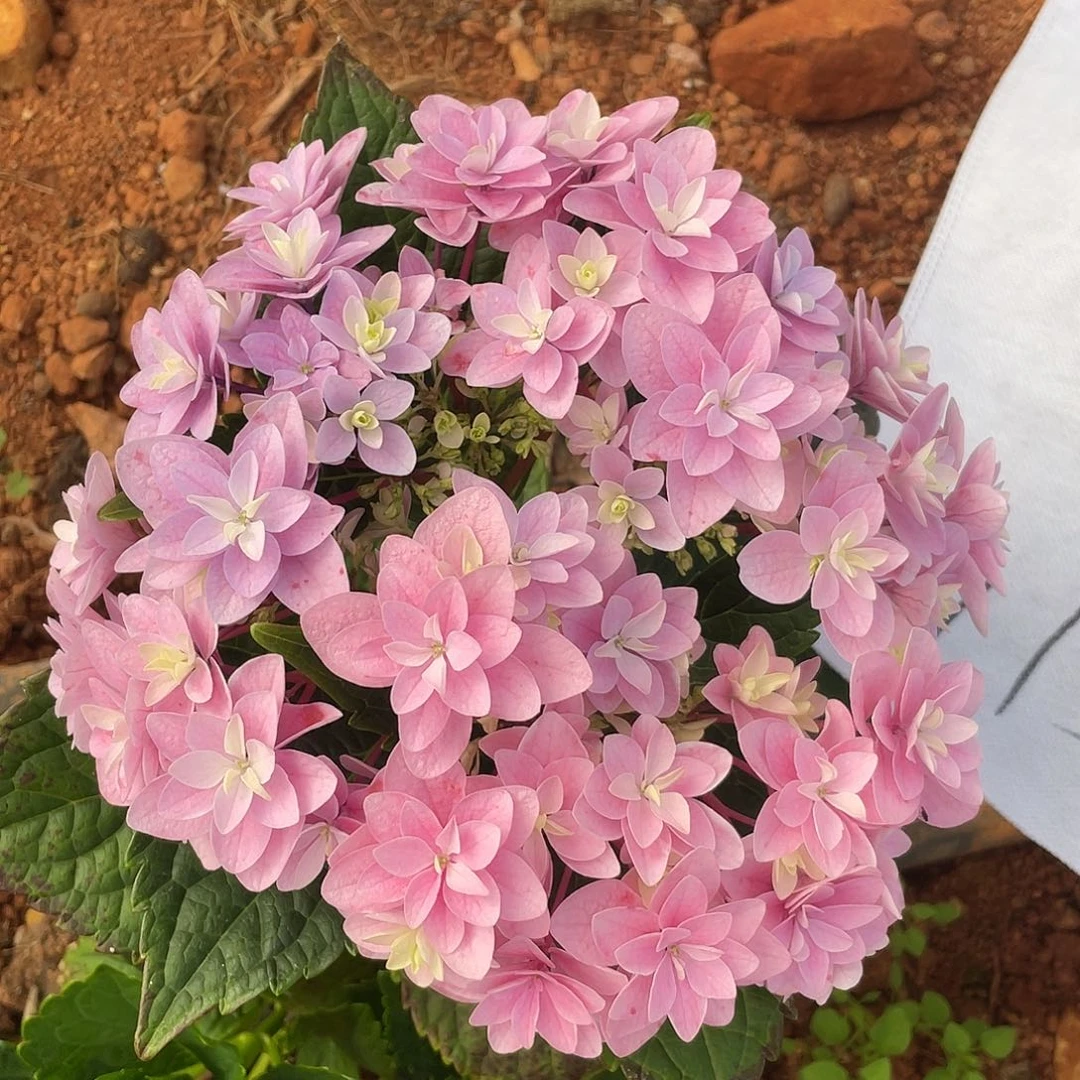 绣球切花一物一拍3枝起包邮，113