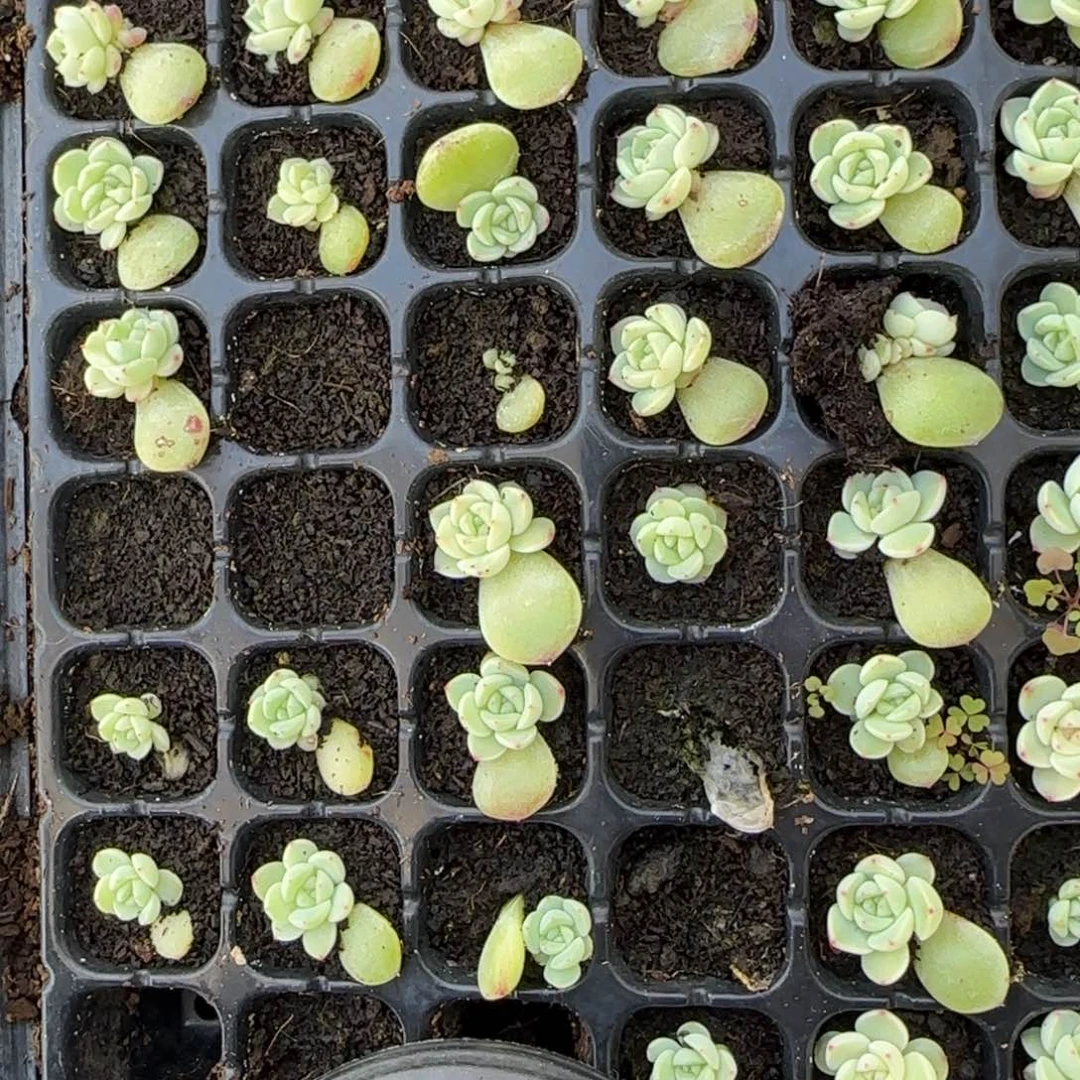 P108 穴一个满25包邮