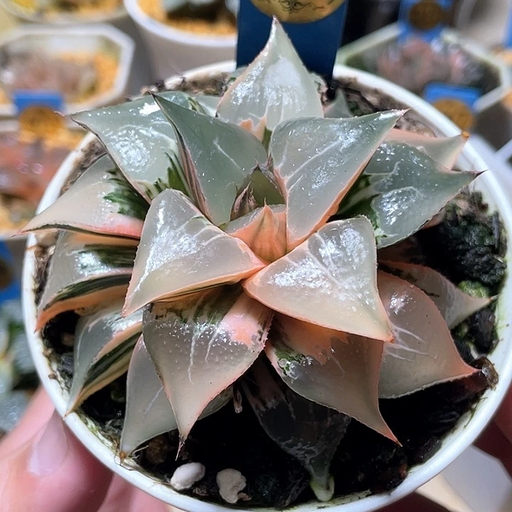 618酒吞锦母本特选大福利