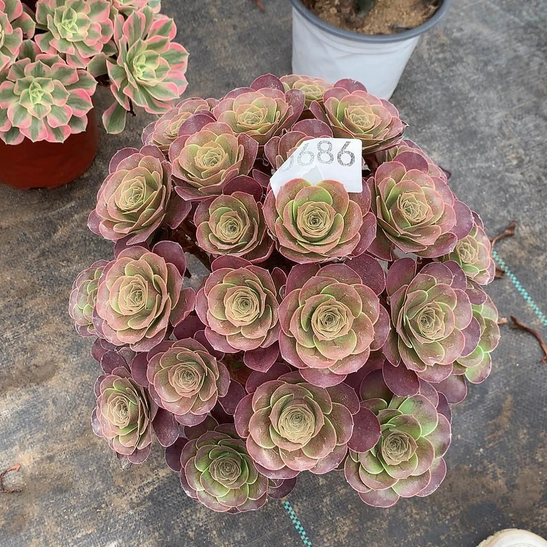 *****686.魅金多肉植物