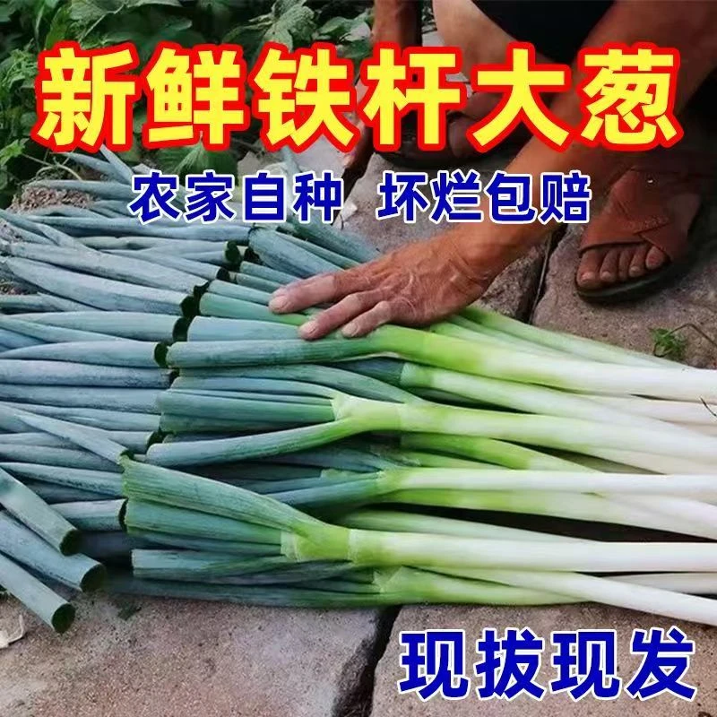 【到手9-10斤】新鲜铁杆大葱现挖现发甜脆多汁蔬菜产地直发