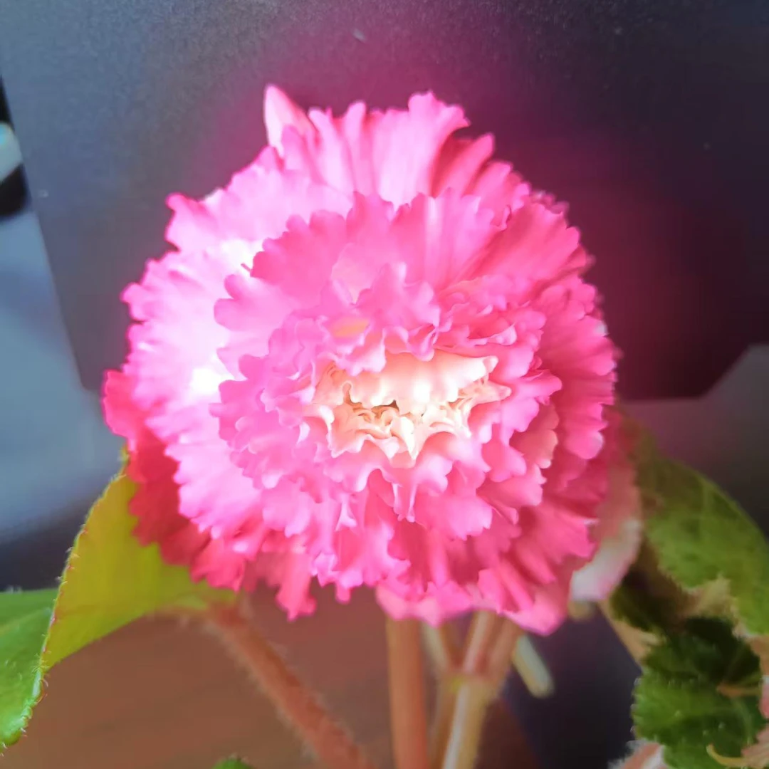 夫妻海棠苗子偏小发4颗海棠苗