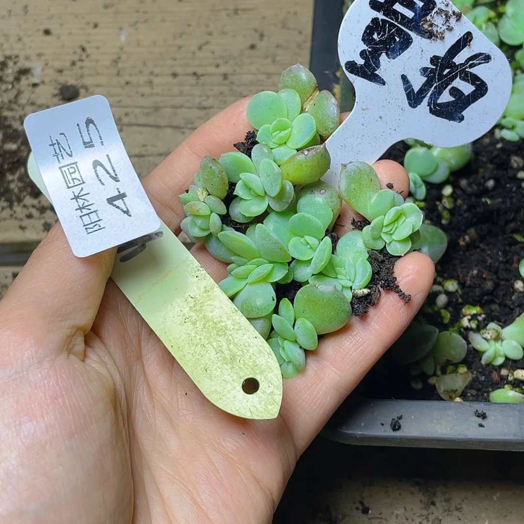 量拍多肉植物多肉植物425