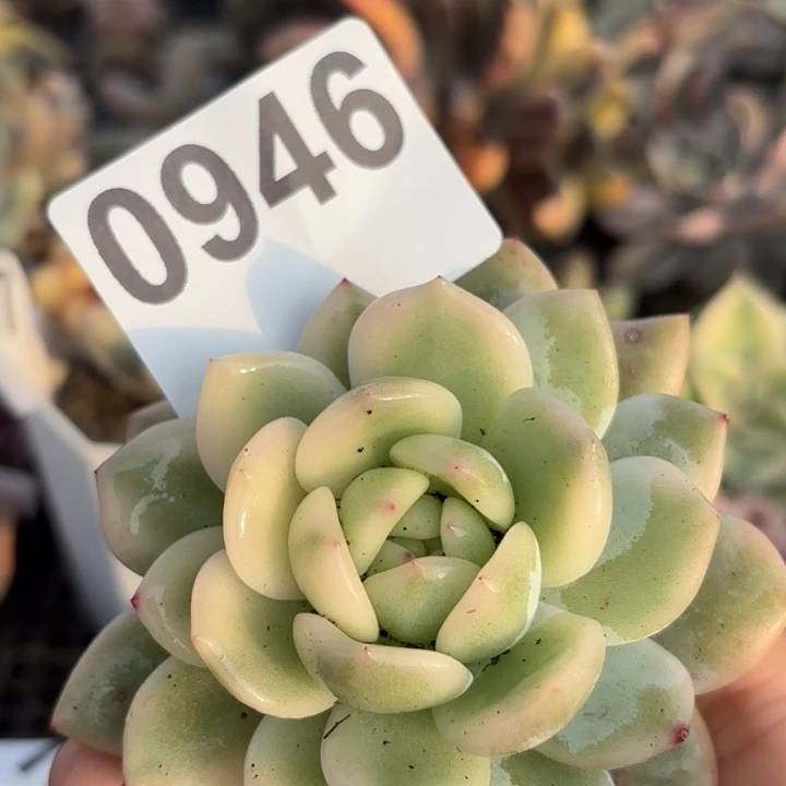 多肉植物满18包邮当场凑单