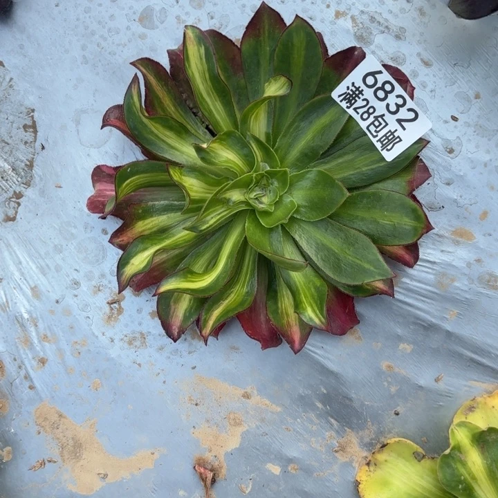 W.  6832魅影七彩花脸多肉