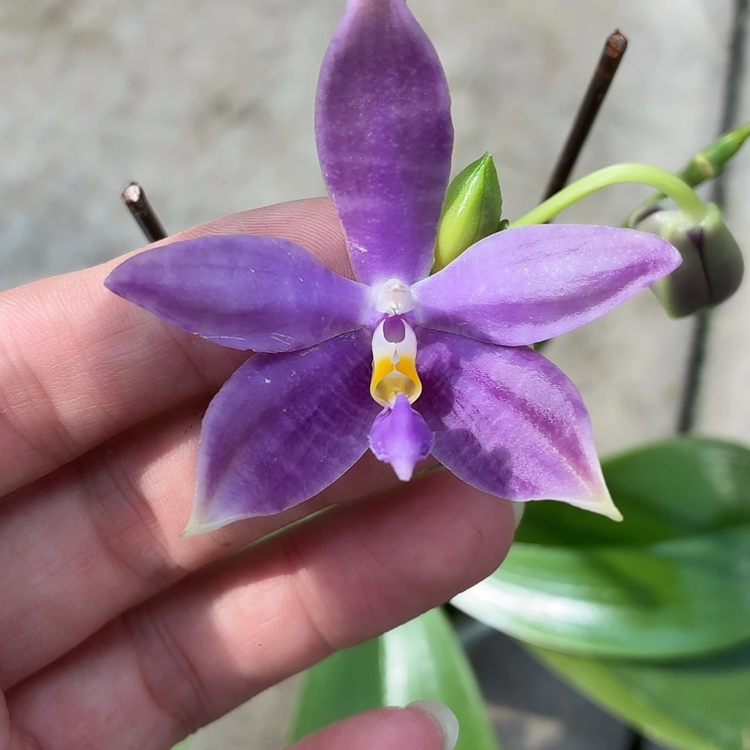 当前无花朵，栽培后可花朵A016yss1199