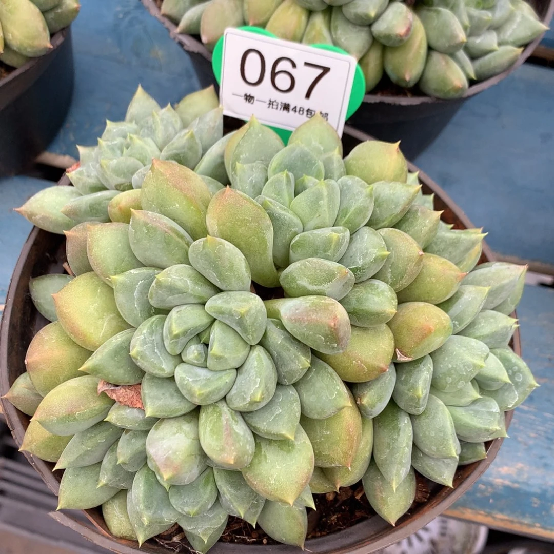 红象牙矮桩无砍067