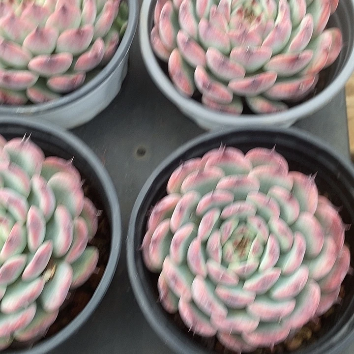 大单头马赛尔福利价格