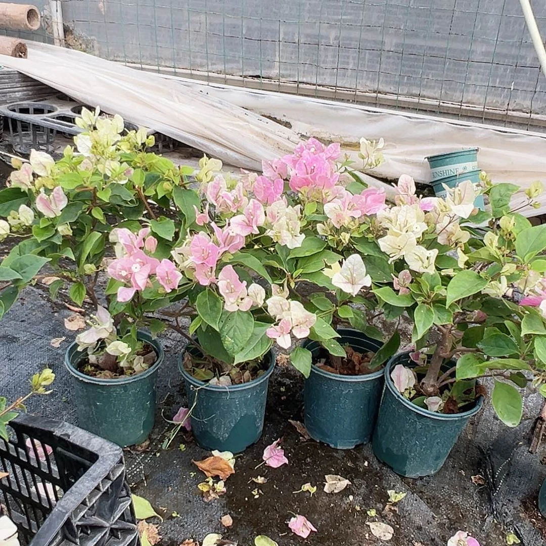 大部分花苞少量开放广红英掌中宝一颗