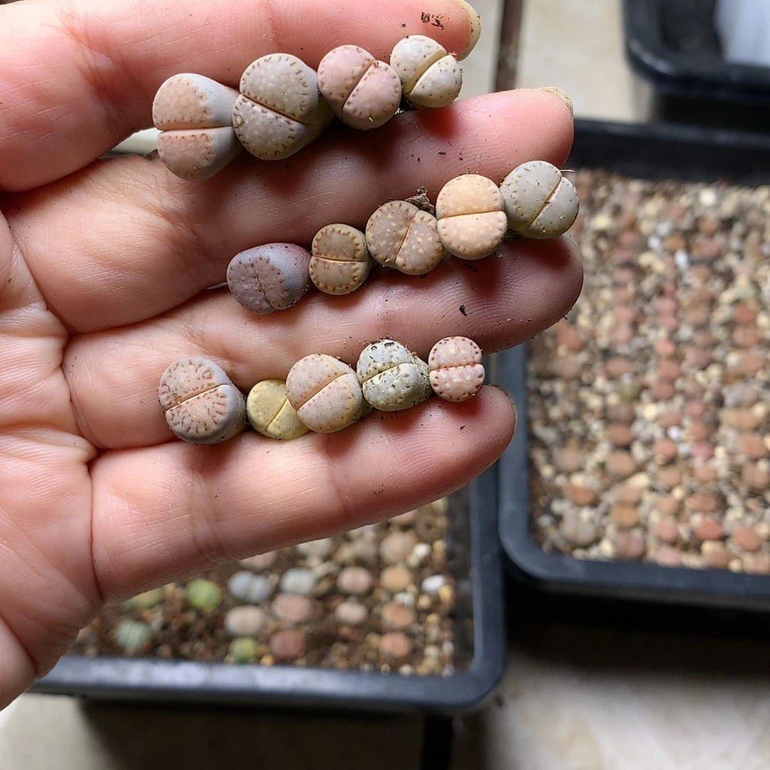 °A14多肉植物保护