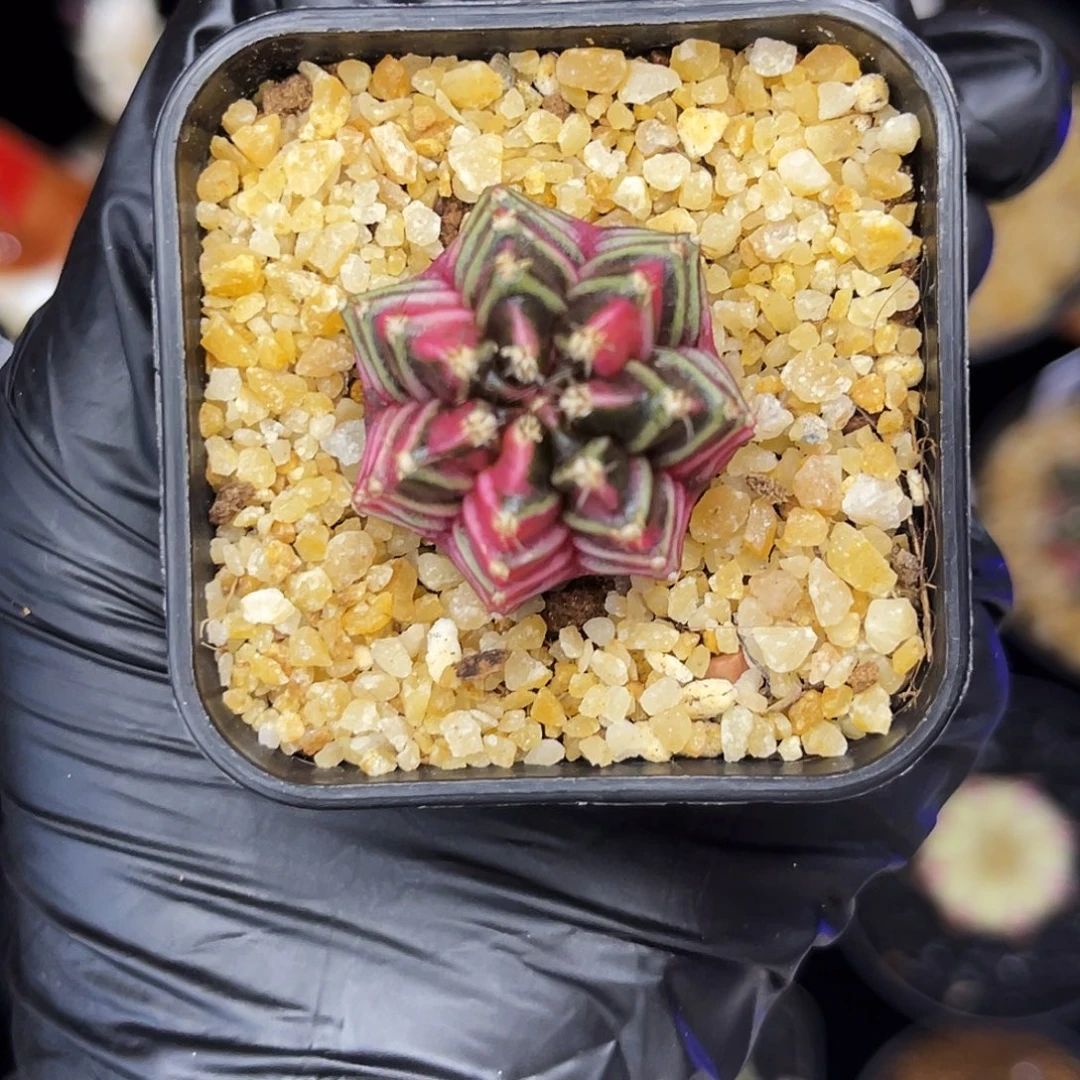 七棱 米哈 玫红色密纹