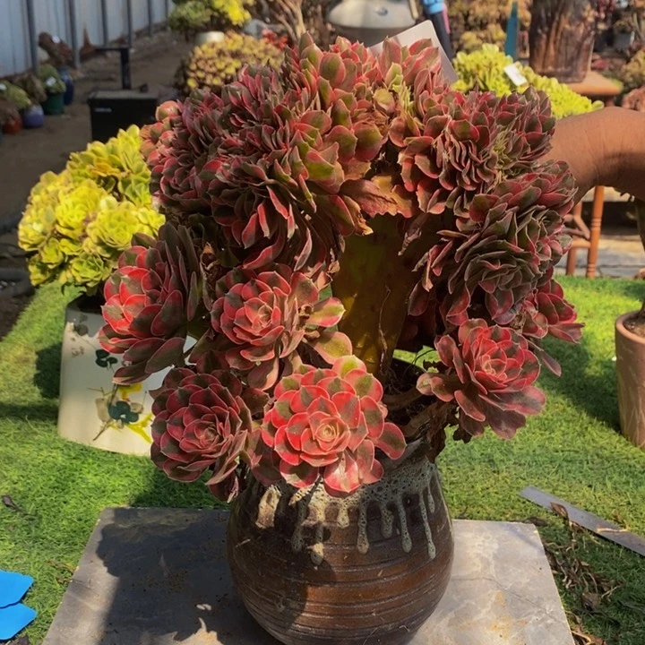 多***子181号香妃缀化多肉