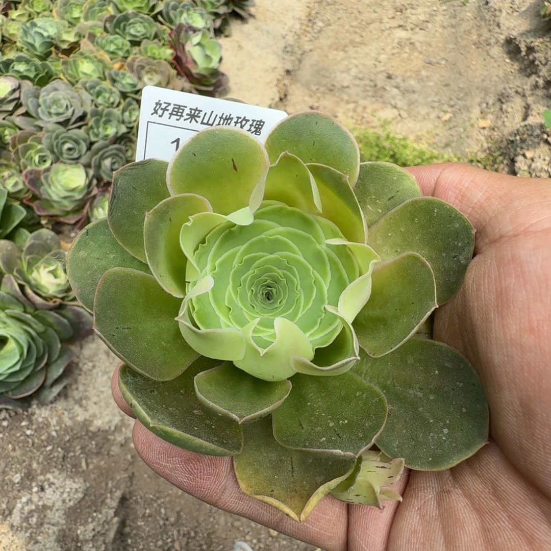 花仙子191号一一一一