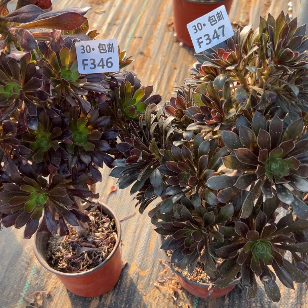 2颗黑发灰法组合