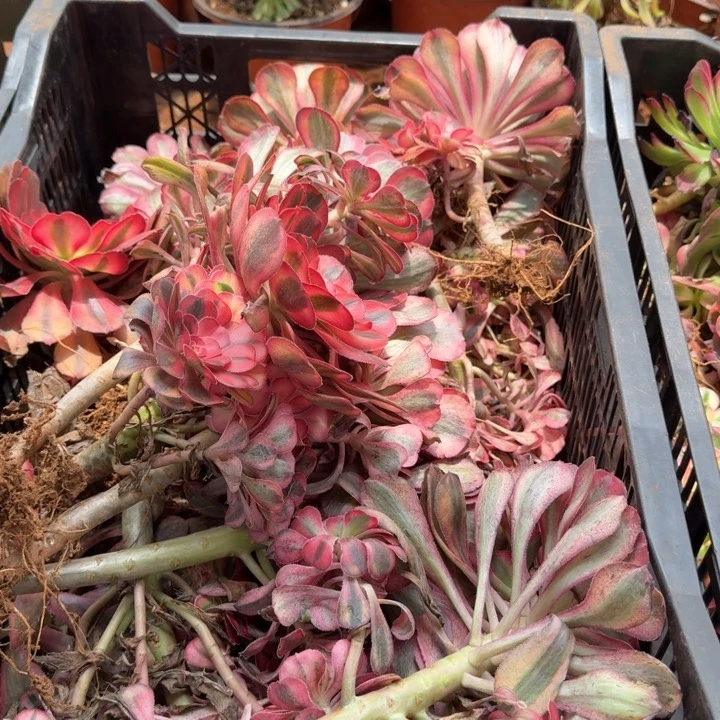 初恋啊啊啊啊啊啊