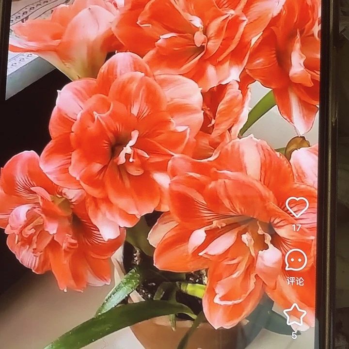 双重闪耀直径7+基地球