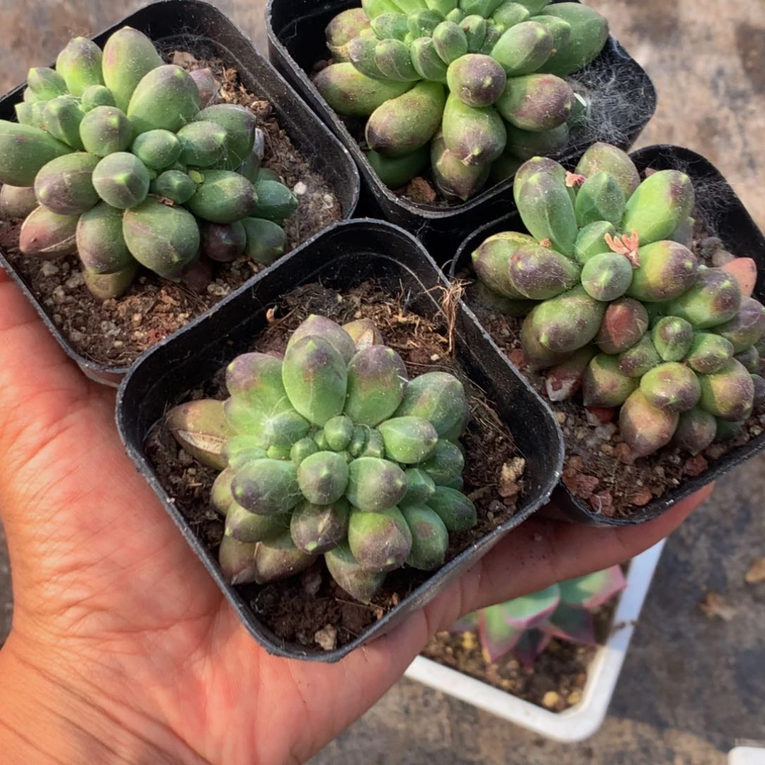 千代田缀。特价。（不满9.99发叶子）