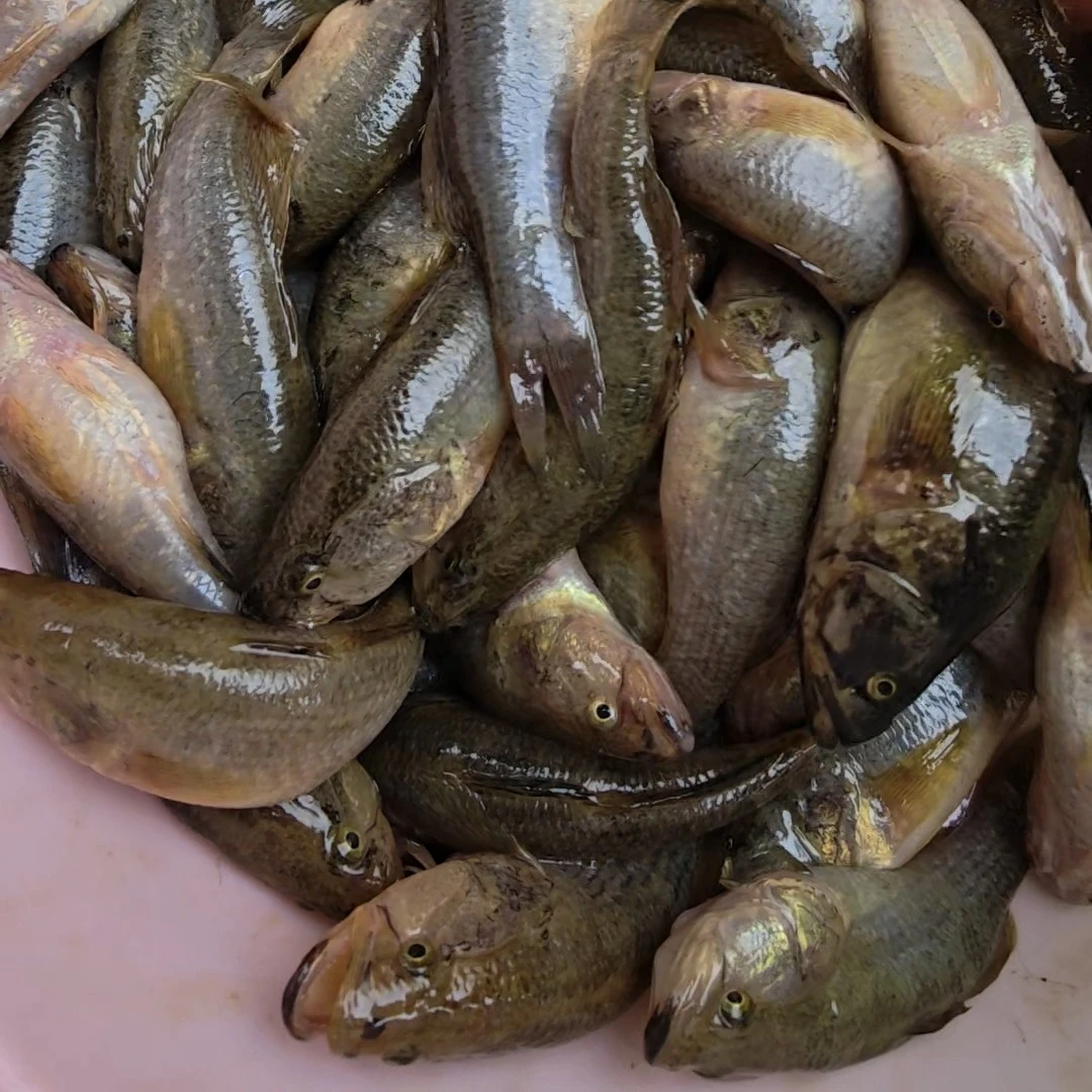 冷水老头鱼冷冻顺丰包邮