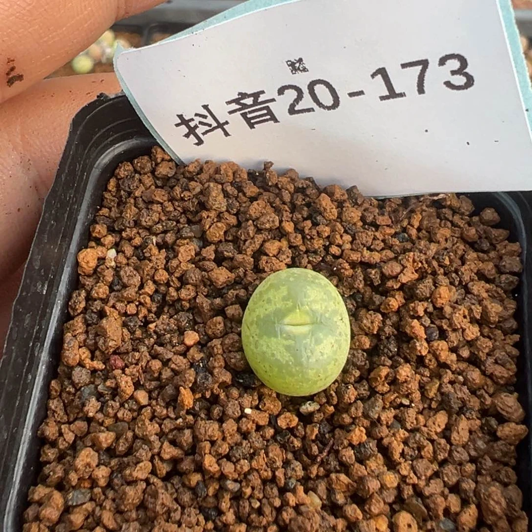 倩**娆20-173肉锥多肉植物，