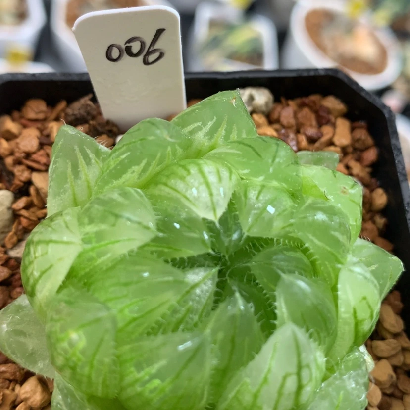 【闪购商品】006樱水晶