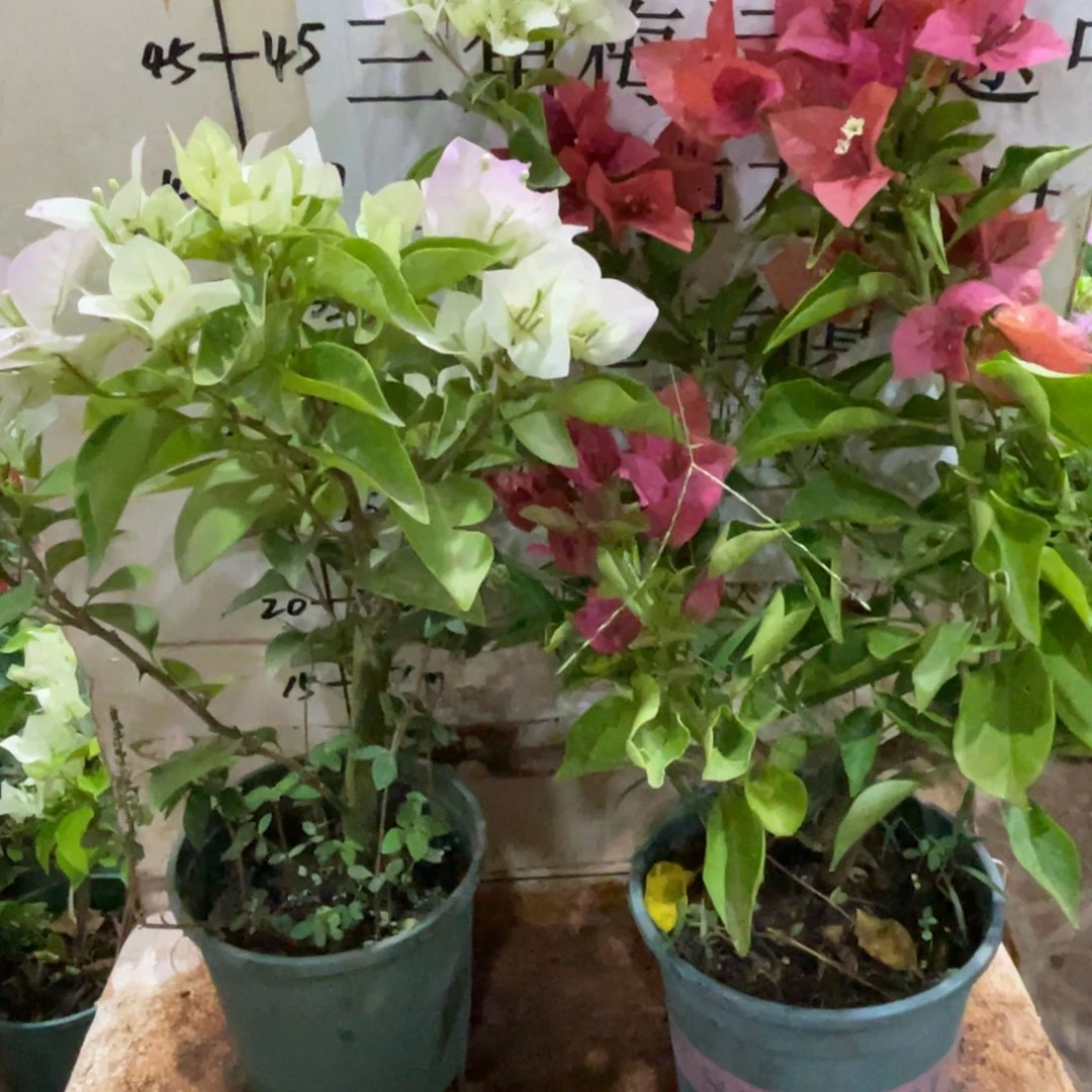 陈***糖当前无花栽培后可以开花1-2321