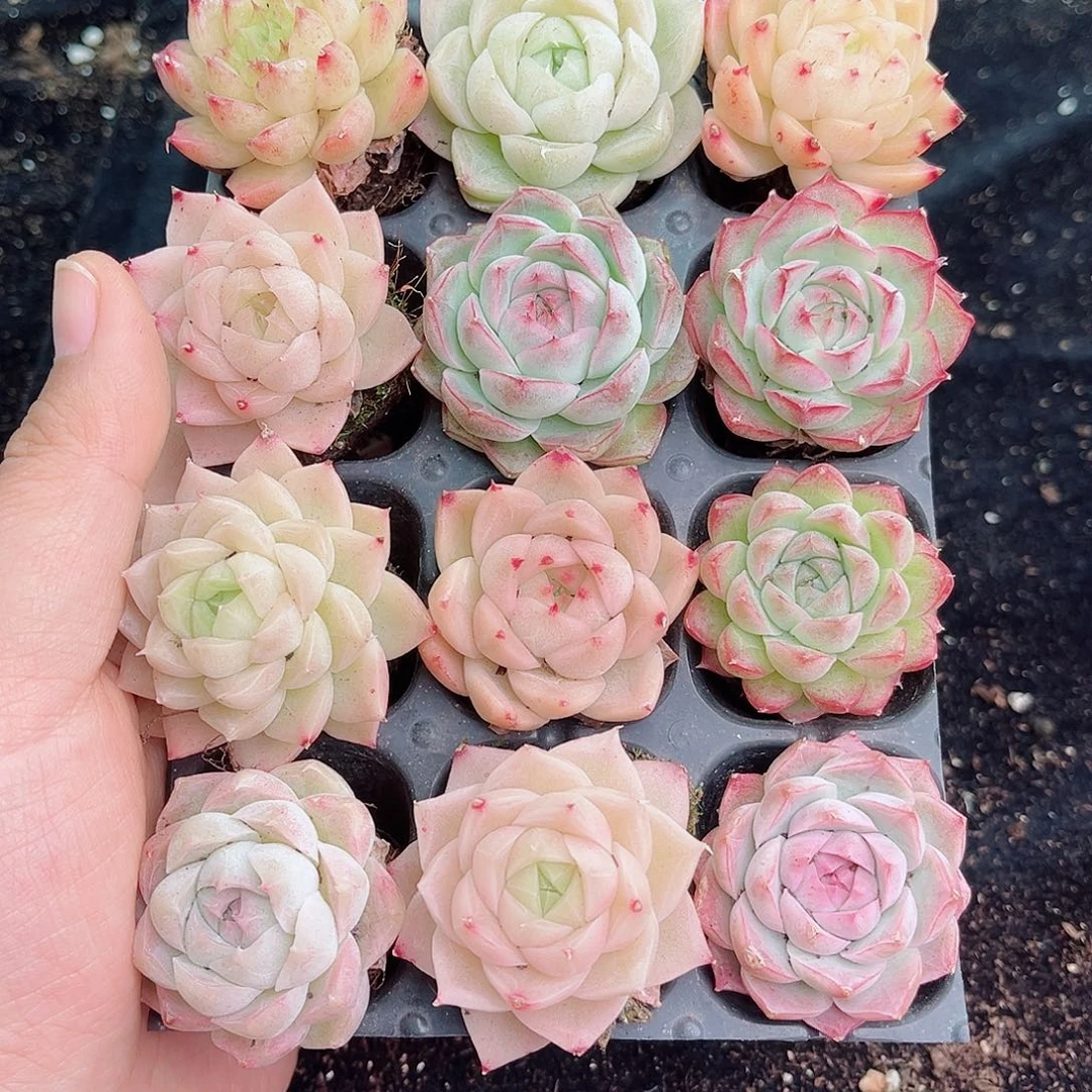 咪***堡1-480  新疆西藏内蒙不发货