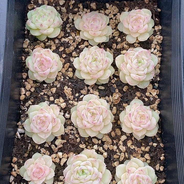 148 多肉植物盆栽花卉植物