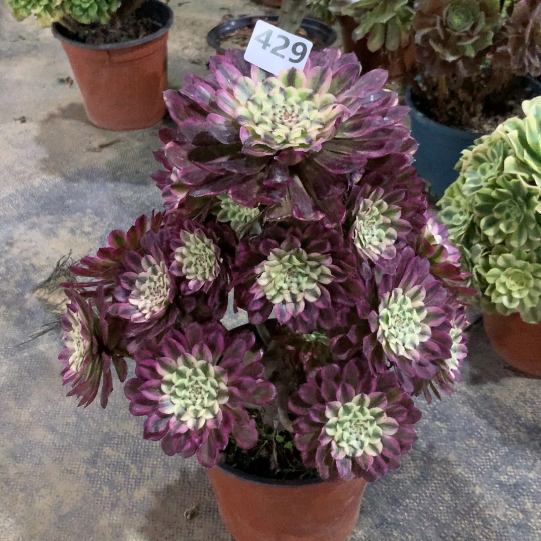 【闪购商品】429琉璃