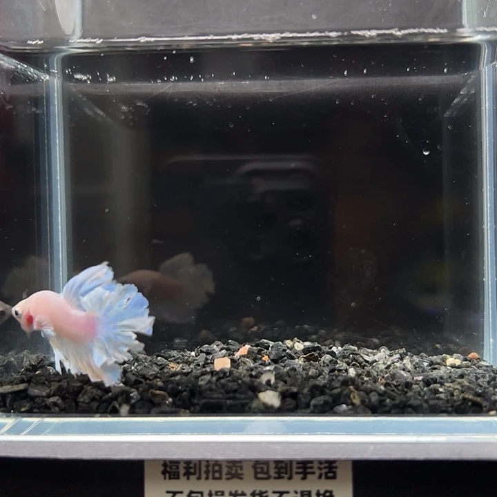 斗鱼竞拍跑单拉黑26日148