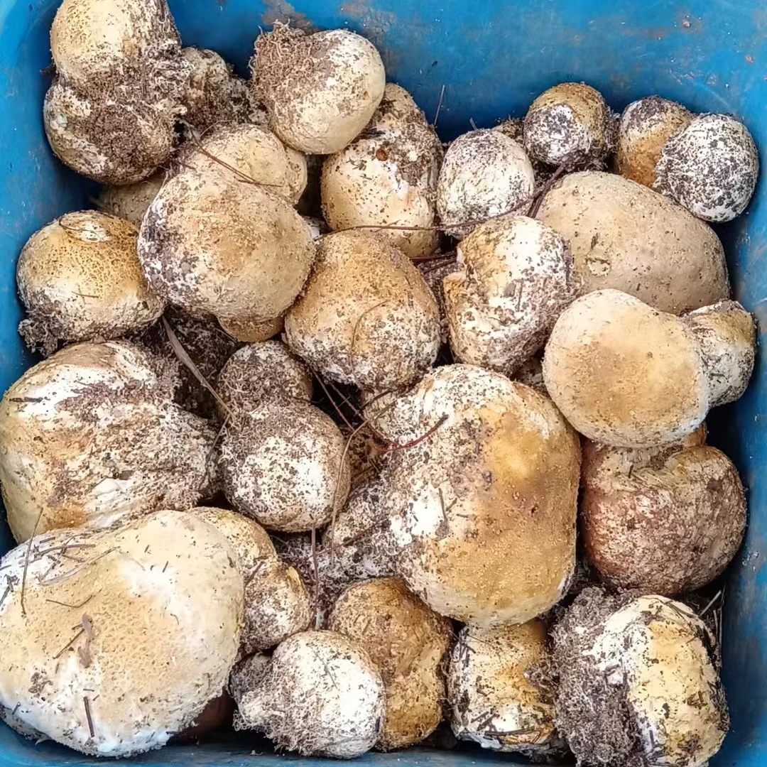 新鲜野生石头菇圆蛋菇灰包菇灰包菌马屁泡菌马勃菌1-3斤