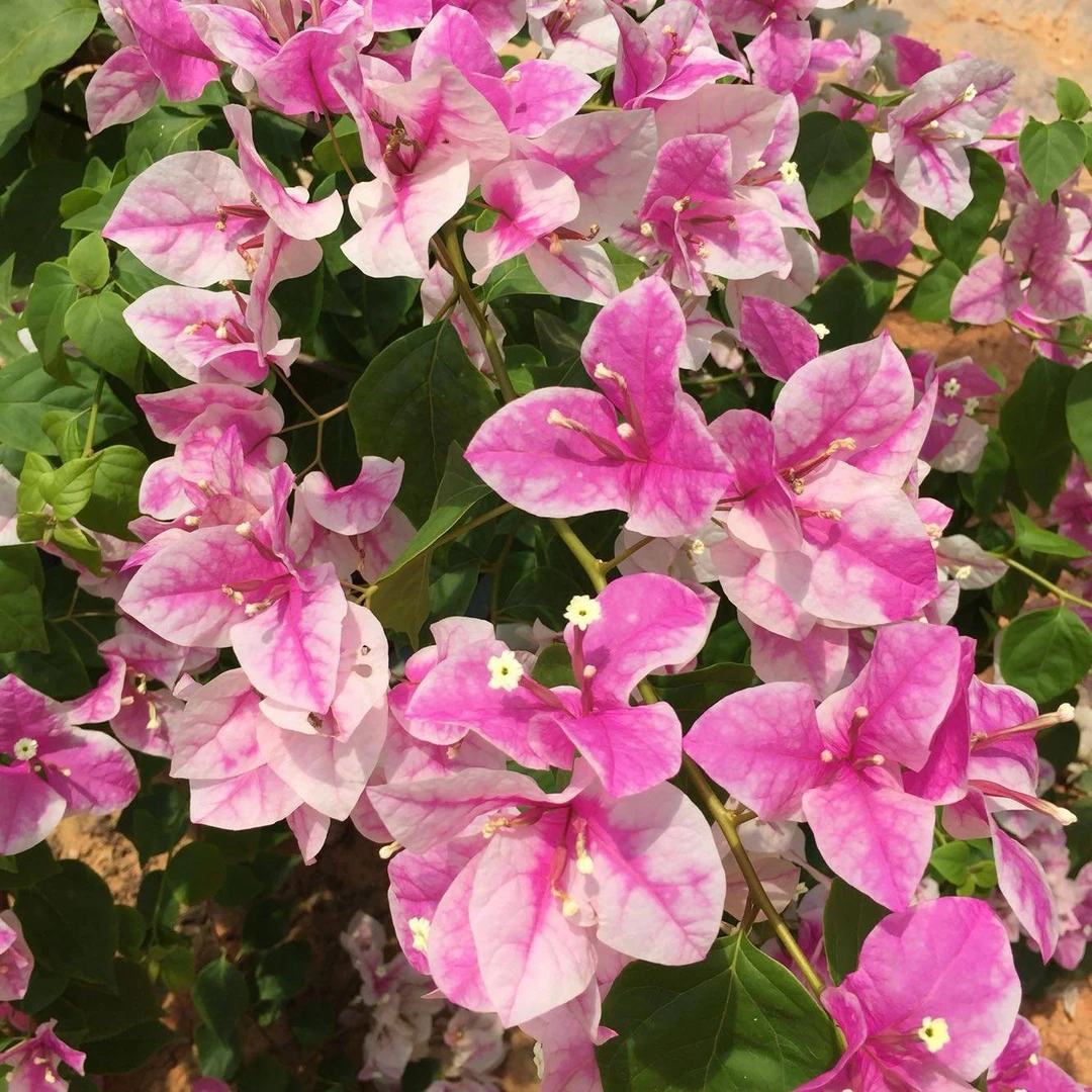 【一物一拍】三角梅好养易开花适合阳台庭院的爬藤盆栽