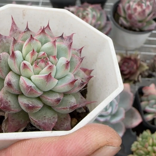 237无吉多肉植物多