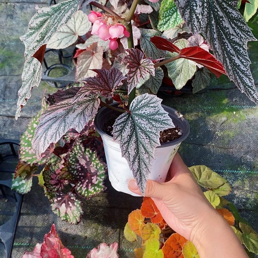 不开花植物m**o秋海棠252