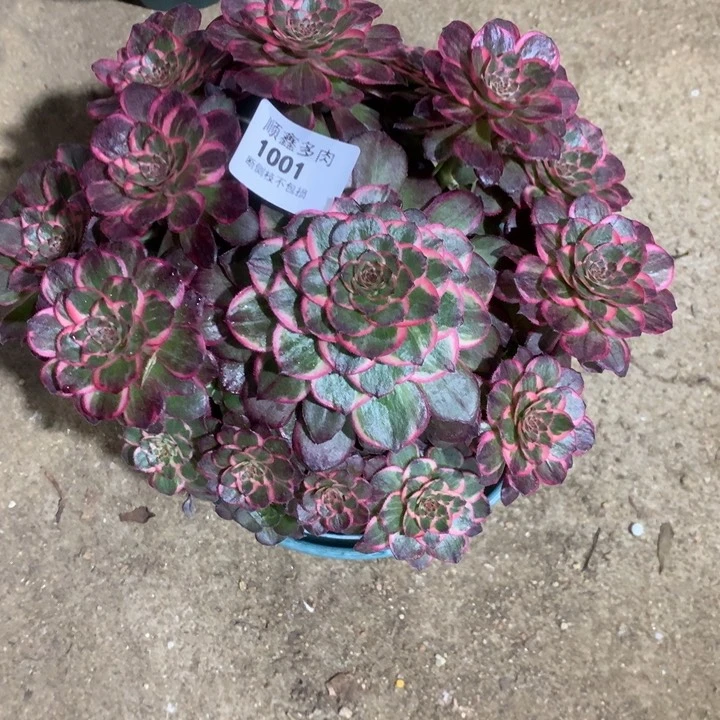 1001莲花座多肉植物